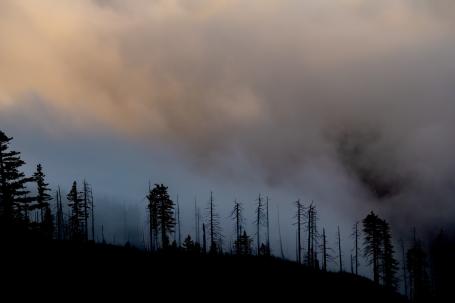 Forest fire in Pacific Northwest