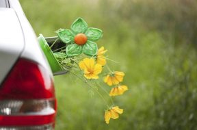 Plant-based fuels commercially viable- Study