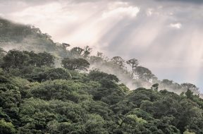 Why investing in nature is key to climate mitigation